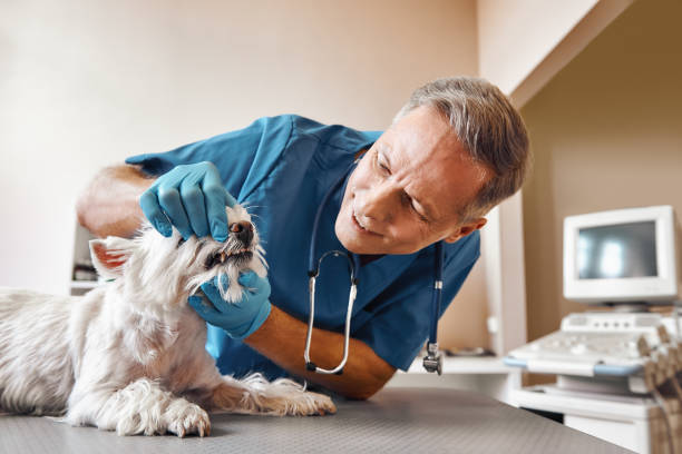 Best Emergency Dentist for Special Needs Patients in Bonney Lake, WA